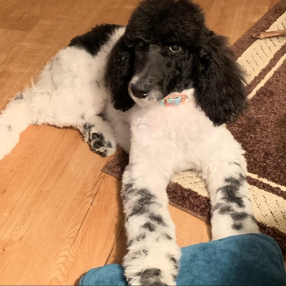 Meet your Posher, Lisa - Picture 2 of 2